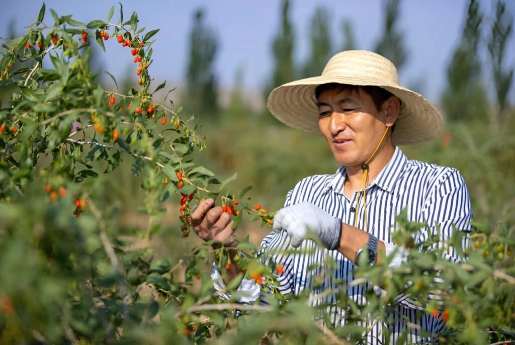 About 3 The Gobi Goji Story Ningxia gobi desert farming